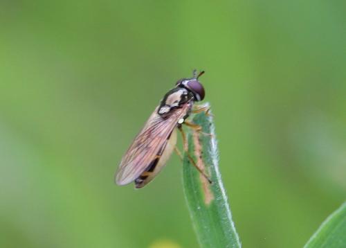 Réf. 288 714 : Melanostoma scalare